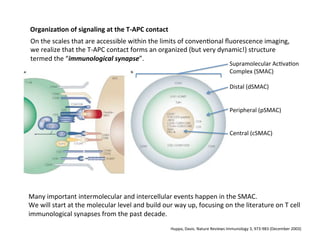 OrganizaAon	
  of	
  signaling	
  at	
  the	
  T-­‐APC	
  contact	
  
On	
  the	
  scales	
  that	
  are	
  accessible	
  within	
  the	
  limits	
  of	
  conven&onal	
  ﬂuorescence	
  imaging,	
  
we	
  realize	
  that	
  the	
  T-­‐APC	
  contact	
  forms	
  an	
  organized	
  (but	
  very	
  dynamic!)	
  structure	
  
termed	
  the	
  “immunological	
  synapse”.	
  
Supramolecular	
  Ac&va&on	
  
Complex	
  (SMAC)	
  
	
  
Distal	
  (dSMAC)	
  
	
  
	
  
Peripheral	
  (pSMAC)	
  
	
  
	
  
Central	
  (cSMAC)	
  
	
  
Many	
  important	
  intermolecular	
  and	
  intercellular	
  events	
  happen	
  in	
  the	
  SMAC.	
  
We	
  will	
  start	
  at	
  the	
  molecular	
  level	
  and	
  build	
  our	
  way	
  up,	
  focusing	
  on	
  the	
  literature	
  on	
  T	
  cell	
  
immunological	
  synapses	
  from	
  the	
  past	
  decade.	
  
Huppa,	
  Davis.	
  Nature	
  Reviews	
  Immunology	
  3,	
  973-­‐983	
  (December	
  2003)	
  	
  
 