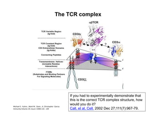 The TCR complex
Immunity	
  Volume	
  24,	
  Issue	
  2	
  2006	
  133	
  -­‐	
  139	
  
Michael	
  S.	
  	
  Kuhns	
  ,	
  Mark	
  M.	
  	
  Davis	
  ,	
  K.	
  Christopher	
  	
  Garcia	
  
If you had to experimentally demonstrate that
this is the correct TCR complex structure, how
would you do it?
Call, et al, Cell. 2002 Dec 27;111(7):967-79.
 