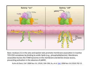 Kuhns	
  &	
  Davis,	
  Cell.	
  2008	
  Nov	
  14;	
  135(4):	
  594–596;	
  Xu,	
  et	
  al.	
  Cell.	
  2008	
  Nov	
  14;135(4):702-­‐13.	
  	
  
Basic	
  residues	
  (+)	
  in	
  the	
  zeta	
  and	
  epsilon	
  tails	
  promote	
  membrane	
  associa&on	
  in	
  inac&ve	
  
TCR-­‐CD3	
  complexes	
  by	
  binding	
  to	
  acidic	
  lipids	
  (e.g.,	
  phospha&dylserine).	
  Membrane	
  
associa&on	
  buries	
  the	
  ITAM	
  tyrosines	
  in	
  the	
  membrane	
  and	
  denies	
  kinase	
  access,	
  
preven&ng	
  ac&va&on	
  in	
  the	
  absence	
  of	
  pMHC.	
  
 