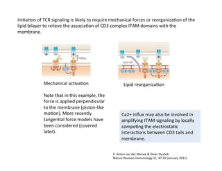 P.	
  Anton	
  van	
  der	
  Merwe	
  &	
  Omer	
  Dushek	
  
Nature	
  Reviews	
  Immunology	
  11,	
  47-­‐55	
  (January	
  2011)	
  
Ini&a&on	
  of	
  TCR	
  signaling	
  is	
  likely	
  to	
  require	
  mechanical	
  forces	
  or	
  reorganiza&on	
  of	
  the	
  
lipid	
  bilayer	
  to	
  relieve	
  the	
  associa&on	
  of	
  CD3	
  complex	
  ITAM	
  domains	
  with	
  the	
  
membrane.	
  
Mechanical	
  ac&va&on	
  
	
  
Note	
  that	
  in	
  this	
  example,	
  the	
  
force	
  is	
  applied	
  perpendicular	
  
to	
  the	
  membrane	
  (piston-­‐like	
  
mo&on).	
  More	
  recently	
  
tangen&al	
  force	
  models	
  have	
  
been	
  considered	
  (covered	
  
later).	
  
Lipid	
  reorganiza&on	
  
Ca2+	
  inﬂux	
  may	
  also	
  be	
  involved	
  in	
  
amplifying	
  ITAM	
  signaling	
  by	
  locally	
  
compe&ng	
  the	
  electrosta&c	
  
interac&ons	
  between	
  CD3	
  tails	
  and	
  
membrane.	
  
 