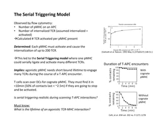 The	
  Serial	
  Triggering	
  Model	
  
	
  
Observed	
  by	
  ﬂow	
  cytometry:	
  	
  
•  Number	
  of	
  pMHC	
  on	
  an	
  APC	
  
•  Number	
  of	
  internalized	
  TCR	
  (assumed	
  internalized	
  =	
  	
  
ac&vated)	
  	
  
àCalculated	
  #	
  TCR	
  ac&vated	
  per	
  pMHC	
  present	
  
	
  
Determined:	
  Each	
  pMHC	
  must	
  ac&vate	
  and	
  cause	
  the	
  
internaliza&on	
  of	
  up	
  to	
  200	
  TCR.	
  
	
  
àThis	
  led	
  to	
  the	
  Serial	
  Triggering	
  model	
  where	
  one	
  pMHC	
  
could	
  serially	
  ligate	
  and	
  ac&vate	
  many	
  diﬀerent	
  TCRs.	
  	
  	
  
	
  
Implies:	
  agonis&c	
  pMHC	
  needs	
  short	
  bound	
  life&me	
  to	
  engage	
  
many	
  TCRs	
  during	
  the	
  course	
  of	
  a	
  T-­‐APC	
  encounter.	
  	
  	
  
	
  
T	
  cells	
  scan	
  over	
  DCs	
  for	
  cognate	
  pMHC.	
  They	
  must	
  ﬁnd	
  it	
  in	
  
<10min	
  (50%	
  of	
  contacts	
  last	
  <	
  ~2.5m)	
  if	
  they	
  are	
  going	
  to	
  stop	
  
and	
  be	
  ac&vated.	
  
	
  
Is	
  serial	
  triggering	
  realis8c	
  during	
  scanning	
  T-­‐APC	
  interac8ons?	
  	
  
	
  
Must	
  know:	
  
What	
  is	
  the	
  life8me	
  of	
  an	
  agonis8c	
  TCR-­‐MHC	
  interac8on?	
  
Celli,	
  et	
  al.	
  JEM	
  vol.	
  202	
  no.	
  9	
  1271-­‐1278	
  	
  
(Valituu	
  et	
  al.	
  Nature.	
  1995	
  May	
  11;375(6527):148-­‐51.)	
  
	
  
Dura&on	
  of	
  T-­‐APC	
  encounters	
  
With	
  
cognate	
  
pMHC	
  
Without	
  
cognate	
  
pMHC	
  
 
