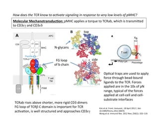 How	
  does	
  the	
  TCR	
  know	
  to	
  ac8vate	
  signaling	
  in	
  response	
  to	
  very	
  low	
  levels	
  of	
  pMHC?	
  
Molecular	
  MechanotransducAon:	
  pMHC	
  applies	
  a	
  torque	
  to	
  TCRab,	
  which	
  is	
  transmieed	
  
to	
  CD3εγ	
  and	
  CD3εδ	

N-­‐glycans	
  
top	
  
side	
  FG	
  loop	
  	
  
of	
  b	
  chain	
  
TCRab	
  rises	
  above	
  shorter,	
  more	
  rigid	
  CD3	
  dimers	
  
FG	
  loop	
  of	
  TCRβ	
  C	
  domain	
  is	
  important	
  for	
  TCR	
  
ac&va&on,	
  is	
  well	
  structured	
  and	
  approaches	
  CD3εγ	
  	
  
Op&cal	
  traps	
  are	
  used	
  to	
  apply	
  
force	
  through	
  bead-­‐bound	
  
ligands	
  to	
  the	
  TCR.	
  Forces	
  
applied	
  are	
  in	
  the	
  10s	
  of	
  pN	
  
range,	
  typical	
  of	
  the	
  forces	
  
applied	
  at	
  cell-­‐cell	
  and	
  cell-­‐
substrate	
  interfaces	
  
Kim	
  et	
  al.	
  Front.	
  Immunol.,	
  18	
  April	
  2012	
  |	
  doi:	
  
10.3389/ﬁmmu.2012.00076	
  	
  
Wang	
  et	
  al.	
  Immunol	
  Rev.	
  2012	
  Nov;	
  250(1):	
  102–119.	
  	
  
 