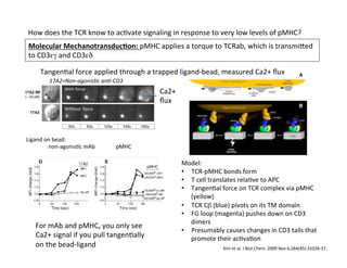 How	
  does	
  the	
  TCR	
  know	
  to	
  ac&vate	
  signaling	
  in	
  response	
  to	
  very	
  low	
  levels	
  of	
  pMHC?	
  
Molecular	
  MechanotransducAon:	
  pMHC	
  applies	
  a	
  torque	
  to	
  TCRab,	
  which	
  is	
  transmieed	
  
to	
  CD3εγ	
  and	
  CD3εδ	

Tangen&al	
  force	
  applied	
  through	
  a	
  trapped	
  ligand-­‐bead,	
  measured	
  Ca2+	
  ﬂux	
  	
  
17A2=Non-­‐agonis8c	
  an8-­‐CD3	
  
With	
  force	
  
Without	
  	
  force	
  
Ligand	
  on	
  bead:	
  
	
  	
  	
  	
  	
  	
  	
  	
  	
  	
  	
  	
  	
  	
  	
  	
  non-­‐agonis&c	
  mAb	
  	
  	
  	
  	
  	
  	
  	
  	
  	
  	
  	
  	
  	
  	
  pMHC	
  
Kim	
  et	
  al.	
  J	
  Biol	
  Chem.	
  2009	
  Nov	
  6;284(45):31028-­‐37.	
  
For	
  mAb	
  and	
  pMHC,	
  you	
  only	
  see	
  
Ca2+	
  signal	
  if	
  you	
  pull	
  tangen&ally	
  
on	
  the	
  bead-­‐ligand	
  
Model:	
  	
  
•  TCR-­‐pMHC	
  bonds	
  form	
  
•  T	
  cell	
  translates	
  rela&ve	
  to	
  APC	
  
•  Tangen&al	
  force	
  on	
  TCR	
  complex	
  via	
  pMHC	
  
(yellow)	
  
•  TCR	
  Cβ	
  (blue)	
  pivots	
  on	
  its	
  TM	
  domain	
  
•  FG	
  loop	
  (magenta)	
  pushes	
  down	
  on	
  CD3	
  
dimers	
  
•  Presumably	
  causes	
  changes	
  in	
  CD3	
  tails	
  that	
  
promote	
  their	
  ac&va&on	
  
Ca2+	
  
ﬂux	
  
 