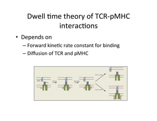 Dwell	
  &me	
  theory	
  of	
  TCR-­‐pMHC	
  
interac&ons	
  
•  Depends	
  on	
  
– Forward	
  kine&c	
  rate	
  constant	
  for	
  binding	
  	
  
– Diﬀusion	
  of	
  TCR	
  and	
  pMHC	
  
 