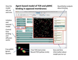 How	
  the	
  
model	
  
sets	
  up	
  
and	
  runs	
  
Ini&alize	
  
and	
  
execute	
  
model	
  
Control	
  
how	
  
binding	
  
and	
  
diﬀusion	
  
works	
  
Quan&ta&ve	
  outputs	
  
about	
  binding	
  
Size	
  and	
  &me	
  
informa&on	
  about	
  
model	
  you’ve	
  run	
  
Free	
  TCR	
  (red	
  circle)	
  
Bound	
  TCR	
  (yellow	
  circle)	
  
Free	
  pMHC	
  
(green	
  
square)	
  
Agent	
  based	
  model	
  of	
  TCR	
  and	
  pMHC	
  
binding	
  in	
  apposed	
  membranes	
  
 