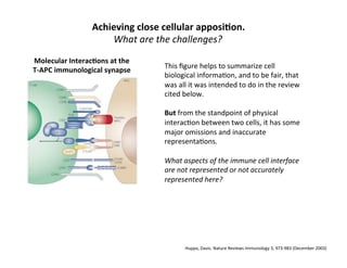 Achieving	
  close	
  cellular	
  apposiAon.	
  	
  	
  
What	
  are	
  the	
  challenges?	
  
Huppa,	
  Davis.	
  Nature	
  Reviews	
  Immunology	
  3,	
  973-­‐983	
  (December	
  2003)	
  	
  
Molecular	
  InteracAons	
  at	
  the	
  
T-­‐APC	
  immunological	
  synapse	
  
This	
  ﬁgure	
  helps	
  to	
  summarize	
  cell	
  
biological	
  informa&on,	
  and	
  to	
  be	
  fair,	
  that	
  
was	
  all	
  it	
  was	
  intended	
  to	
  do	
  in	
  the	
  review	
  
cited	
  below.	
  
	
  
But	
  from	
  the	
  standpoint	
  of	
  physical	
  
interac&on	
  between	
  two	
  cells,	
  it	
  has	
  some	
  
major	
  omissions	
  and	
  inaccurate	
  
representa&ons.	
  
	
  
What	
  aspects	
  of	
  the	
  immune	
  cell	
  interface	
  
are	
  not	
  represented	
  or	
  not	
  accurately	
  
represented	
  here?	
  
 