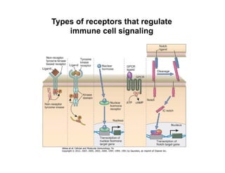 Types of receptors that regulate
immune cell signaling
 