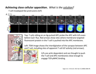 Achieving	
  close	
  cellular	
  apposiAon.	
  	
  What	
  is	
  the	
  solu8on?	
  
T	
  cell	
  invadopod	
  like	
  protrusions	
  (ILP)	
  
Sage	
  et	
  al.	
  J	
  Immunol.	
  2012	
  Apr	
  15;188(8):3686-­‐99.	
  	
  
Top:	
  T	
  cells	
  siung	
  on	
  an	
  Ag-­‐pulsed	
  APC	
  probe	
  the	
  APC	
  with	
  ILPs	
  even	
  
before	
  Ca2+	
  ﬂux.	
  Red	
  arrows	
  show	
  sites	
  where	
  membrane	
  targeted	
  
ﬂuorescent	
  protein	
  in	
  the	
  T	
  cell	
  is	
  pushed	
  into	
  the	
  APC	
  membrane.	
  	
  
	
  
Le€:	
  TEM	
  image	
  shows	
  the	
  interdigita&on	
  of	
  the	
  synapse	
  between	
  APC	
  
and	
  T	
  cell,	
  including	
  sites	
  of	
  apparent	
  T	
  cell	
  ILP	
  ac&vity	
  (red	
  arrows).	
  
ILPs	
  are	
  ac&n	
  dependent	
  and	
  are	
  thought	
  to	
  push	
  
the	
  T	
  cell	
  and	
  APC	
  membranes	
  close	
  enough	
  to	
  
engage	
  TCR-­‐pMHC	
  binding.	
  
 