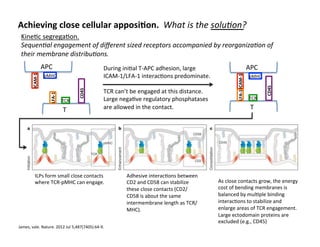 Achieving	
  close	
  cellular	
  apposiAon.	
  	
  What	
  is	
  the	
  solu8on?	
  
Kine&c	
  segrega&on.	
  	
  
Sequen8al	
  engagement	
  of	
  diﬀerent	
  sized	
  receptors	
  accompanied	
  by	
  reorganiza8on	
  of	
  
their	
  membrane	
  distribu8ons.	
  
ICAM-­‐1	
  LFA-­‐1	
  
T	
  
APC	
  
TCR	
  
pMHC	
  
	
  	
  	
  	
  CD45	
  	
  	
  	
  	
  	
  	
  
James,	
  vale.	
  Nature.	
  2012	
  Jul	
  5;487(7405):64-­‐9.	
  
ICAM-­‐1	
  
LFA-­‐1	
  
T	
  
APC	
  
TCR	
  
pMHC	
  
	
  	
  	
  	
  CD45	
  	
  	
  	
  	
  	
  	
  
During	
  ini&al	
  T-­‐APC	
  adhesion,	
  large	
  
ICAM-­‐1/LFA-­‐1	
  interac&ons	
  predominate.	
  	
  
	
  
TCR	
  can’t	
  be	
  engaged	
  at	
  this	
  distance.	
  
Large	
  nega&ve	
  regulatory	
  phosphatases	
  
are	
  allowed	
  in	
  the	
  contact.	
  	
  
ILPs	
  form	
  small	
  close	
  contacts	
  
where	
  TCR-­‐pMHC	
  can	
  engage.	
  
Adhesive	
  interac&ons	
  between	
  
CD2	
  and	
  CD58	
  can	
  stabilize	
  
these	
  close	
  contacts	
  (CD2/
CD58	
  is	
  about	
  the	
  same	
  
intermembrane	
  length	
  as	
  TCR/
MHC).	
  
As	
  close	
  contacts	
  grow,	
  the	
  energy	
  
cost	
  of	
  bending	
  membranes	
  is	
  
balanced	
  by	
  mul&ple	
  binding	
  
interac&ons	
  to	
  stabilize	
  and	
  
enlarge	
  areas	
  of	
  TCR	
  engagement.	
  
Large	
  ectodomain	
  proteins	
  are	
  
excluded	
  (e.g.,	
  CD45)	
  
 