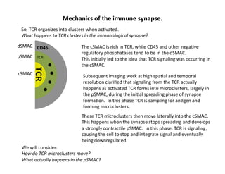 Mechanics	
  of	
  the	
  immune	
  synapse.	
  
So,	
  TCR	
  organizes	
  into	
  clusters	
  when	
  ac&vated.	
  
What	
  happens	
  to	
  TCR	
  clusters	
  in	
  the	
  immunological	
  synapse?	
  
cSMAC	
  
pSMAC	
  
dSMAC	
  
TCR	
  
TCR	
  
The	
  cSMAC	
  is	
  rich	
  in	
  TCR,	
  while	
  CD45	
  and	
  other	
  nega&ve	
  
regulatory	
  phosphatases	
  tend	
  to	
  be	
  in	
  the	
  dSMAC.	
  
This	
  ini&ally	
  led	
  to	
  the	
  idea	
  that	
  TCR	
  signaling	
  was	
  occurring	
  in	
  
the	
  cSMAC.	
  
CD45	
  	
  
Subsequent	
  imaging	
  work	
  at	
  high	
  spa&al	
  and	
  temporal	
  
resolu&on	
  clariﬁed	
  that	
  signaling	
  from	
  the	
  TCR	
  actually	
  
happens	
  as	
  ac&vated	
  TCR	
  forms	
  into	
  microclusters,	
  largely	
  in	
  
the	
  pSMAC,	
  during	
  the	
  ini&al	
  spreading	
  phase	
  of	
  synapse	
  
forma&on.	
  	
  In	
  this	
  phase	
  TCR	
  is	
  sampling	
  for	
  an&gen	
  and	
  
forming	
  microclusters.	
  
These	
  TCR	
  microclusters	
  then	
  move	
  laterally	
  into	
  the	
  cSMAC.	
  	
  
This	
  happens	
  when	
  the	
  synapse	
  stops	
  spreading	
  and	
  develops	
  
a	
  strongly	
  contrac&le	
  pSMAC.	
  	
  In	
  this	
  phase,	
  TCR	
  is	
  signaling,	
  
causing	
  the	
  cell	
  to	
  stop	
  and	
  integrate	
  signal	
  and	
  eventually	
  
being	
  downregulated.	
  
We	
  will	
  consider:	
  
How	
  do	
  TCR	
  microclusters	
  move?	
  
What	
  actually	
  happens	
  in	
  the	
  pSMAC?	
  
 