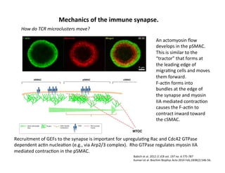How	
  do	
  TCR	
  microclusters	
  move?	
  
An	
  actomyosin	
  ﬂow	
  
develops	
  in	
  the	
  pSMAC.	
  
This	
  is	
  similar	
  to	
  the	
  
“tractor”	
  that	
  forms	
  at	
  
the	
  leading	
  edge	
  of	
  
migra&ng	
  cells	
  and	
  moves	
  
them	
  forward.	
  
F-­‐ac&n	
  forms	
  into	
  
bundles	
  at	
  the	
  edge	
  of	
  
the	
  synapse	
  and	
  myosin	
  
IIA	
  mediated	
  contrac&on	
  
causes	
  the	
  F-­‐ac&n	
  to	
  
contract	
  inward	
  toward	
  
the	
  cSMAC.	
  
Recruitment	
  of	
  GEFs	
  to	
  the	
  synapse	
  is	
  important	
  for	
  upregula&ng	
  Rac	
  and	
  Cdc42	
  GTPase	
  
dependent	
  ac&n	
  nuclea&on	
  (e.g.,	
  via	
  Arp2/3	
  complex).	
  	
  Rho	
  GTPase	
  regulates	
  myosin	
  IIA	
  
mediated	
  contrac&on	
  in	
  the	
  pSMAC.	
  
Babich	
  et	
  al.	
  2012	
  //	
  JCB	
  vol.	
  197	
  no.	
  6	
  775-­‐787	
  	
  
Kumari	
  et	
  al.	
  Biochim	
  Biophys	
  Acta	
  2014	
  Feb;1838(2):546-­‐56.	
  
Mechanics	
  of	
  the	
  immune	
  synapse.	
  
 