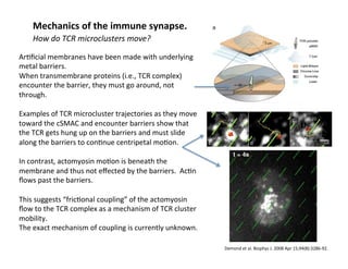 How	
  do	
  TCR	
  microclusters	
  move?	
  
Ar&ﬁcial	
  membranes	
  have	
  been	
  made	
  with	
  underlying	
  
metal	
  barriers.	
  	
  
When	
  transmembrane	
  proteins	
  (i.e.,	
  TCR	
  complex)	
  
encounter	
  the	
  barrier,	
  they	
  must	
  go	
  around,	
  not	
  
through.	
  	
  
	
  
Examples	
  of	
  TCR	
  microcluster	
  trajectories	
  as	
  they	
  move	
  
toward	
  the	
  cSMAC	
  and	
  encounter	
  barriers	
  show	
  that	
  
the	
  TCR	
  gets	
  hung	
  up	
  on	
  the	
  barriers	
  and	
  must	
  slide	
  
along	
  the	
  barriers	
  to	
  con&nue	
  centripetal	
  mo&on.	
  
	
  
In	
  contrast,	
  actomyosin	
  mo&on	
  is	
  beneath	
  the	
  
membrane	
  and	
  thus	
  not	
  eﬀected	
  by	
  the	
  barriers.	
  	
  Ac&n	
  
ﬂows	
  past	
  the	
  barriers.	
  
	
  
This	
  suggests	
  “fric&onal	
  coupling”	
  of	
  the	
  actomyosin	
  
ﬂow	
  to	
  the	
  TCR	
  complex	
  as	
  a	
  mechanism	
  of	
  TCR	
  cluster	
  
mobility.	
  
The	
  exact	
  mechanism	
  of	
  coupling	
  is	
  currently	
  unknown.	
  
Mechanics	
  of	
  the	
  immune	
  synapse.	
  
Demond	
  et	
  al.	
  Biophys	
  J.	
  2008	
  Apr	
  15;94(8):3286-­‐92.	
  	
  
 