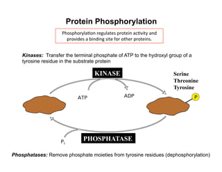 Protein Phosphorylation
KINASE
PHOSPHATASE
Serine
Threonine
Tyrosine
Kinases: Transfer the terminal phosphate of ATP to the hydroxyl group of a
tyrosine residue in the substrate protein
Phosphatases: Remove phosphate moieties from tyrosine residues (dephosphorylation)
Phosphoryla&on	
  regulates	
  protein	
  ac&vity	
  and	
  
provides	
  a	
  binding	
  site	
  for	
  other	
  proteins.	
  	
  
 