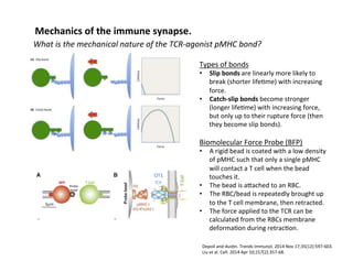 What	
  is	
  the	
  mechanical	
  nature	
  of	
  the	
  TCR-­‐agonist	
  pMHC	
  bond?	
  
Mechanics	
  of	
  the	
  immune	
  synapse.	
  
Depoil	
  and	
  dus&n.	
  Trends	
  Immunol.	
  2014	
  Nov	
  17;35(12):597-­‐603.	
  
Liu	
  et	
  al.	
  Cell.	
  2014	
  Apr	
  10;157(2):357-­‐68.	
  
OT1	
  
Types	
  of	
  bonds	
  
•  Slip	
  bonds	
  are	
  linearly	
  more	
  likely	
  to	
  
break	
  (shorter	
  life&me)	
  with	
  increasing	
  
force.	
  
•  Catch-­‐slip	
  bonds	
  become	
  stronger	
  
(longer	
  life&me)	
  with	
  increasing	
  force,	
  
but	
  only	
  up	
  to	
  their	
  rupture	
  force	
  (then	
  
they	
  become	
  slip	
  bonds).	
  
	
  
Biomolecular	
  Force	
  Probe	
  (BFP)	
  
•  A	
  rigid	
  bead	
  is	
  coated	
  with	
  a	
  low	
  density	
  
of	
  pMHC	
  such	
  that	
  only	
  a	
  single	
  pMHC	
  
will	
  contact	
  a	
  T	
  cell	
  when	
  the	
  bead	
  
touches	
  it.	
  
•  The	
  bead	
  is	
  aeached	
  to	
  an	
  RBC.	
  
•  The	
  RBC/bead	
  is	
  repeatedly	
  brought	
  up	
  
to	
  the	
  T	
  cell	
  membrane,	
  then	
  retracted.	
  	
  
•  The	
  force	
  applied	
  to	
  the	
  TCR	
  can	
  be	
  
calculated	
  from	
  the	
  RBCs	
  membrane	
  
deforma&on	
  during	
  retrac&on.	
  
 