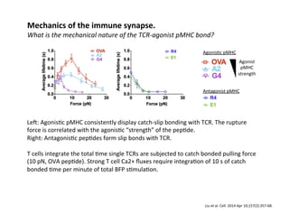 What	
  is	
  the	
  mechanical	
  nature	
  of	
  the	
  TCR-­‐agonist	
  pMHC	
  bond?	
  
Mechanics	
  of	
  the	
  immune	
  synapse.	
  
Liu	
  et	
  al.	
  Cell.	
  2014	
  Apr	
  10;157(2):357-­‐68.	
  
Antagonist	
  pMHC	
  
Agonis&c	
  pMHC	
  
Agonist	
  
pMHC	
  
strength	
  
Le€:	
  Agonis&c	
  pMHC	
  consistently	
  display	
  catch-­‐slip	
  bonding	
  with	
  TCR.	
  The	
  rupture	
  
force	
  is	
  correlated	
  with	
  the	
  agonis&c	
  “strength”	
  of	
  the	
  pep&de.	
  
Right:	
  Antagonis&c	
  pep&des	
  form	
  slip	
  bonds	
  with	
  TCR.	
  
	
  
T	
  cells	
  integrate	
  the	
  total	
  &me	
  single	
  TCRs	
  are	
  subjected	
  to	
  catch	
  bonded	
  pulling	
  force	
  
(10	
  pN,	
  OVA	
  pep&de).	
  Strong	
  T	
  cell	
  Ca2+	
  ﬂuxes	
  require	
  integra&on	
  of	
  10	
  s	
  of	
  catch	
  
bonded	
  &me	
  per	
  minute	
  of	
  total	
  BFP	
  s&mula&on.	
  
 