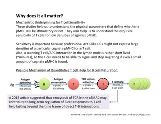 Why	
  does	
  it	
  all	
  ma]er?	
  
Mechanis&c	
  Underpinning	
  for	
  T	
  cell	
  Sensi&vity	
  
These	
  studies	
  help	
  us	
  to	
  understand	
  the	
  physical	
  parameters	
  that	
  deﬁne	
  whether	
  a	
  
pMHC	
  will	
  be	
  s&mulatory	
  or	
  not.	
  They	
  also	
  help	
  us	
  to	
  understand	
  the	
  exquisite	
  
sensi&vity	
  of	
  T	
  cells	
  for	
  low	
  densi&es	
  of	
  agonist	
  pMHC.	
  	
  	
  
	
  
Sensi&vity	
  is	
  important	
  because	
  professional	
  APCs	
  like	
  DCs	
  might	
  not	
  express	
  large	
  
densi&es	
  of	
  a	
  par&cular	
  cognate	
  pMHC	
  for	
  a	
  T	
  cell.	
  	
  	
  
Also,	
  a	
  scanning	
  T	
  cell/APC	
  interac&on	
  in	
  the	
  lymph	
  node	
  is	
  rather	
  short	
  lived	
  
(~minutes),	
  so	
  the	
  T	
  cell	
  needs	
  to	
  be	
  able	
  to	
  signal	
  and	
  stop	
  migra&ng	
  if	
  even	
  a	
  small	
  
amount	
  of	
  cognate	
  pMHC	
  is	
  found.	
  
	
  
Possible	
  Mechanism	
  of	
  Quan&ta&ve	
  T	
  cell	
  Help	
  for	
  B	
  cell	
  Matura&on.	
  
Review	
  re:	
  role	
  of	
  IS	
  in	
  T	
  cell	
  help	
  for	
  B	
  cells-­‐-­‐Dus&n.	
  Mol	
  Cell.	
  2014	
  Apr	
  24;54(2):255-­‐62.	
  
B	
   T	
  Ag	
  
Y	
  Y	
  
AnAgen	
  
gathering	
  
Eﬃciency	
  α	
  
BCR	
  aﬃnity	
  
AnAgen	
  
presentaAon	
  
#	
  pMHC	
  α	
  	
  
BCR	
  aﬃnity	
  
TCR	
  signals,	
  	
  
acAvaAon	
  
#	
  CD40L	
  α	
  	
  
#	
  pMHC	
  seen	
  
T	
   B	
  
T	
  cell	
  help	
  
#	
  CD40L	
  α	
  	
  
B	
  cell	
  prolif	
  
A	
  2014	
  ar&cle	
  suggested	
  that	
  exocytosis	
  of	
  TCR	
  in	
  the	
  cSMAC	
  may	
  
contribute	
  to	
  long-­‐term	
  regula&on	
  of	
  B	
  cell	
  responses	
  to	
  T	
  cell	
  
help	
  las&ng	
  beyond	
  the	
  &me	
  frame	
  of	
  direct	
  T-­‐B	
  interac&ons.	
  
 