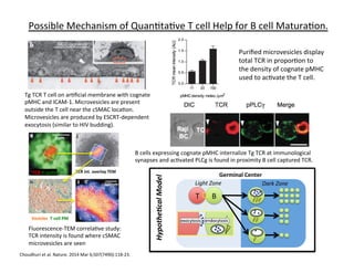 Possible	
  Mechanism	
  of	
  Quan&ta&ve	
  T	
  cell	
  Help	
  for	
  B	
  cell	
  Matura&on.	
  
Choudhuri	
  et	
  al.	
  Nature.	
  2014	
  Mar	
  6;507(7490):118-­‐23.	
  
TCR	
  F-­‐acAn	
  
3um	
  
TCR	
  int.	
  overlay	
  TEM	
  
500nm	
  
Vesicles	
  	
  T	
  cell	
  PM	
  
Fluorescence-­‐TEM	
  correla&ve	
  study:	
  
TCR	
  intensity	
  is	
  found	
  where	
  cSMAC	
  
microvesicles	
  are	
  seen	
  	
  
Tg	
  TCR	
  T	
  cell	
  on	
  ar&ﬁcial	
  membrane	
  with	
  cognate	
  
pMHC	
  and	
  ICAM-­‐1.	
  Microvesicles	
  are	
  present	
  
outside	
  the	
  T	
  cell	
  near	
  the	
  cSMAC	
  loca&on.	
  
Microvesicles	
  are	
  produced	
  by	
  ESCRT-­‐dependent	
  
exocytosis	
  (similar	
  to	
  HIV	
  budding).	
  
B	
  cells	
  expressing	
  cognate	
  pMHC	
  internalize	
  Tg	
  TCR	
  at	
  immunological	
  
synapses	
  and	
  ac&vated	
  PLCg	
  is	
  found	
  in	
  proximity	
  B	
  cell	
  captured	
  TCR.	
  
Puriﬁed	
  microvesicles	
  display	
  
total	
  TCR	
  in	
  propor&on	
  to	
  
the	
  density	
  of	
  cognate	
  pMHC	
  
used	
  to	
  ac&vate	
  the	
  T	
  cell.	
  
Germinal	
  Center	
  
Light	
  Zone	
   Dark	
  Zone	
  
T	
   B	
  
Hypothe)cal	
  Model	
  
 