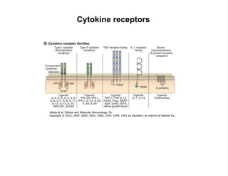 Cytokine receptors
 