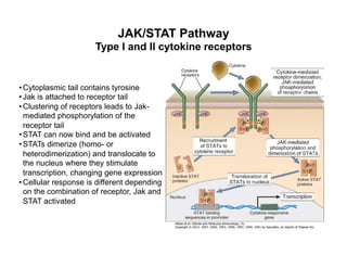 JAK/STAT Pathway
Type I and II cytokine receptors
• Cytoplasmic tail contains tyrosine
• Jak is attached to receptor tail
• Clustering of receptors leads to Jak-
mediated phosphorylation of the
receptor tail
• STAT can now bind and be activated
• STATs dimerize (homo- or
heterodimerization) and translocate to
the nucleus where they stimulate
transcription, changing gene expression
• Cellular response is different depending
on the combination of receptor, Jak and
STAT activated
 
