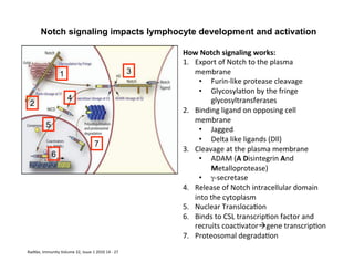 Radtke,	
  Immunity	
  Volume	
  32,	
  Issue	
  1	
  2010	
  14	
  -­‐	
  27	
  
Notch signaling impacts lymphocyte development and activation
How	
  Notch	
  signaling	
  works:	
  
1.  Export	
  of	
  Notch	
  to	
  the	
  plasma	
  
membrane	
  
•  Furin-­‐like	
  protease	
  cleavage	
  
•  Glycosyla&on	
  by	
  the	
  fringe	
  
glycosyltransferases	
  
2.  Binding	
  ligand	
  on	
  opposing	
  cell	
  
membrane	
  
•  Jagged	
  
•  Delta	
  like	
  ligands	
  (Dll)	
  
3.  Cleavage	
  at	
  the	
  plasma	
  membrane	
  
•  ADAM	
  (A	
  Disintegrin	
  And	
  
Metalloprotease)	
  
•  γ-­‐secretase	
  
4.  Release	
  of	
  Notch	
  intracellular	
  domain	
  
into	
  the	
  cytoplasm	
  
5.  Nuclear	
  Transloca&on	
  
6.  Binds	
  to	
  CSL	
  transcrip&on	
  factor	
  and	
  
recruits	
  coac&vatoràgene	
  transcrip&on	
  
7.  Proteosomal	
  degrada&on	
  
1
2
3
4
5
6
7
 