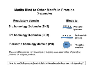 Motifs Bind to Other Motifs in Proteins
3 examples
Src homology 3-domain (SH3)
Src homology 2-domain (SH2)
Regulatory domain Binds to:
Phospho-
tyrosine
P X X P Proline-rich
stretch
Pleckstrin homology domain (PH) PIP3	
   Phospho-
inositols
P X X X
These motifs become very important in building local assemblies of signaling
proteins on adaptor proteins.
How	
  do	
  mul)ple	
  protein/protein	
  interac)on	
  domains	
  improve	
  cell	
  signaling?	
  
 