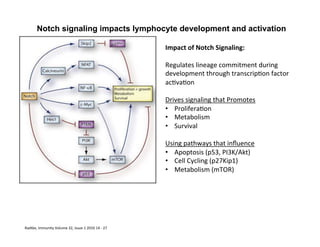 Radtke,	
  Immunity	
  Volume	
  32,	
  Issue	
  1	
  2010	
  14	
  -­‐	
  27	
  
Notch signaling impacts lymphocyte development and activation
Impact	
  of	
  Notch	
  Signaling:	
  
	
  
Regulates	
  lineage	
  commitment	
  during	
  
development	
  through	
  transcrip&on	
  factor	
  
ac&va&on	
  	
  
	
  
Drives	
  signaling	
  that	
  Promotes	
  
•  Prolifera&on	
  
•  Metabolism	
  	
  
•  Survival	
  
	
  
Using	
  pathways	
  that	
  inﬂuence	
  
•  Apoptosis	
  (p53,	
  PI3K/Akt)	
  
•  Cell	
  Cycling	
  (p27Kip1)	
  
•  Metabolism	
  (mTOR)	
  
 