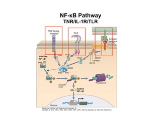 NF-κB Pathway
TNR/IL-1R/TLR
 