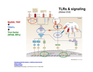 The history of Toll-like receptors — redefining innate immunity
Luke A. J. O'Neill,
Douglas Golenbock
& Andrew G. Bowie
Nature Reviews Immunology 13, 453–460 (2013) doi:10.1038/nri3446
TLRs & signaling
(Abbas Ch4)
MyD88, TRIF
ê
TRAFs
ê
Trxn factor
(NFkB, IRFs)
 