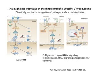 Nature Reviews | Immunology
Dectin 2
ITAM
HDM allergens
Malassezia sp.
CARD9
BCL-10 MALT1
IKK
IKK IKK
I B
p50p65
P
Proteasome
Nucleus
Cytoplasm
Fungal
hyphae
FcR
P
P
SYK
P
P
SYK
Mincle
Myeloid DC
Cysteinyl
leukotrienes
?
?
_ _+ _ _ +
p50p65
Tnf and Il6
FcRγ results in NF-κB activation10,58
, although a role
for the SYK-CARD9–BCL-10–MALT1 complex has
not yet been confirmed. Thus, dectin 2 triggering alone
might induce an adaptive immune response, which is
supported by data showing that dectin 2 recognition of
fungal hyphae from C. albicans, Trichophyton rubrum
and Microsporum audouinii leads to TLR-independent
production of the pro-inflammatory cytokines TNF and
IL-6 (REF. 10). Furthermore, dectin 2 recognition of house
dust mite allergens activates SYK through FcRγ to gen-
erate cysteinyl leukotrienes, an important mediator of
allergic inflammation in the lungs58
. Notably, recogni-
tion of Histoplasma capsulatum β-glucans by dectin 1
also leads to the production of leukotrienes59
, suggesting
that a common SYK-dependent pathway is involved in
leukotriene synthesis after CLR triggering.
The related CLR mincle also pairs with FcRγ and
induces gene transcription through the SYK–CARD9–
BCL-10–MALT1 complex12
. In macrophages, recogni-
tion of dead cells by mincle through the endogenous
ligand SAP130 (SIN3A-associated protein, 130 kDa)
mediates CXC-chemokine ligand 2 (CXCL2) and TNF
production in a SYK- and CARD9-dependent manner,
which induces neutrophils to migrate into damaged tis-
sues12
. Mincle also interacts with α-mannosyl PAMPs
expressed by the pathogenic fungus Malassezia spp. and
induces gene transcription and TNF production without
the involvement of TLRs, further suggesting that mincle,
similarly to dectin 2, couples FcRγ-signalling to NF-κB
activation18
. The similarities of mincle downstream sig-
nalling with the dectin 1 pathway suggest that both CLRs
couple SYK activation to NF-κB activation through the
CARD9–BCL-10–MALT1 complex.
In contrast to dectin 2 and mincle, BDCA2 does not
induce TLR-independent cytokine production even
though it also pairs with FcRγ. The unusual signal-
ling pathway induced by BDCA2 might be because it is
expressed only by pDCs, whereas dectin 2 and mincle
are expressed by myeloid-derived antigen presenting
cells (TABLE 1). A recent study has shown that lymphoid
and myeloid cells have differential requirements for
CARD proteins in BCL-10-mediated NF-κB activation32
,
which might explain why dectin 2 and mincle couple
FcRγ-signalling to NF-κB activation and BDCA2 does
Figure 4 | Signalling by dectin 2 and mincle leads to
cytokine expression. BothDC-associatedC-typelectin2
(dectin2)andmacrophage-inducibleC-typelectin(mincle)
pairwiththesignallingadaptormoleculeFcreceptor
γ-chain(FcRγ) throughthepresenceofapositivelycharged
aminoacidresidueintheirtransmembraneregions.The
phosphorylationoftheimmunoreceptortyrosine-based
activationmotifs(ITAMs)ofFcRγ followingC-typelectin
receptor(CLR)activationservestorecruitspleentyrosine
kinase(SYK)andinducessignallingpathwaysthatmodulate
cytokineexpression.Dectin2bindstopathogen-associated
molecularpatterns(PAMPs)expressedbyfungalhyphae,
andminclebindstoα-mannosylPAMPsonMalasseziaspp.
fungi.BothsignallingpathwaysleadtoToll-likereceptor
(TLR)-independentproductionofcytokinessuchastumour
necrosisfactor(TNF)andinterleukin-6(IL-6);dectin2
triggeringisknowntoresultinnuclearfactor-κB(NF-κB)
p50–p65activation,andmincletriggeringinducesaCARD9
(caspaserecruitmentdomainfamily,member9)-dependent
signallingpathway.Similaritieswiththedectin1signalling
REVIEWS
P
Nature Reviews | Immunology
Dectin 1
P P
SYKRas
PP
RAF1
CARD9
BCL-10 MALT1
IKK
IKK
IKK
NIK
IKK
I B
p50p65
RELB
RELBp100
p52
RELB
RELB
p52
RELBp65
P
RELBp65
P
RELBp65
P
Proteasome
p50p65
P Ser276
p50p65
P
p65
PCBP
Ac
Ac
Nucleus
Cytoplasm
p50p65
P
Ac
Ac
Il6 and Il10
p50
p50
p50REL
p50REL
REL
p65
P
Ac
Ac
Il12b
Il1b
Ccl17 and Ccl22
p50p65
P
Ac
Ac
Il12a
Il23p19
Fungia b
?
Or
Inactive NF- B
p50REL
Figure 3 | Dectin 1 signalling through SYK and RAF1 directs NF-κB-mediated cytokine expression. a | The binding
of fungi to DC-associated C-type lectin 1 (dectin 1) induces phosphorylation of the YxxL (in which x denotes any amino
acid) motif in its cytoplasmic domain. Spleen tyrosine kinase (SYK) is recruited to the two phosphorylated receptors, which
leads to the formation of a complex involving CARD9 (caspase recruitment domain family, member 9), B cell lymphoma 10
(BCL-10) and mucosa-associated lymphoid tissue lymphoma translocation gene 1 (MALT1); this induces the activation of
the IκB kinase (IKK) complex through an unknown pathway. IKKβ phosphorylates inhibitor of NF-κBα (IκBα), thereby
targeting it for proteasomal degradation. This results in the release of nuclear factor-κB (NF-κB; consisting of either
p65–p50 or REL–p50 dimers), which then translocates into the nucleus. SYK activation also leads to the activation of the
non-canonical NF-κB pathway that is mediated by NF-κB inducing kinase (NIK) and IKKα, which target p100 for proteolytic
processing to p52; this subsequently leads to nuclear translocation of RELB–p52 dimers. In a SYK-independent manner,
dectin 1 activation leads to the phosphorylation and activation of the serine/threonine protein kinase RAF1 by Ras
proteins, which leads to the phosphorylation of p65 at Ser276. Phosphorylated Ser276 serves as a binding site for the
histone acetyltransferases CREB-binding protein (CBP) or p300 (not depicted) to acetylate (Ac) p65 at different lysine
residues. Ser276-phosphorylated p65 also dimerizes with RELB to form inactive dimers that cannot bind DNA, and hence
attenuates the transcriptional activity of RELB. b | Binding of acetylated p65 to the Il10 (interleukin-10) enhancer and Il6
REVIEWS
PSYK
TLR9DNA
Endosome MYD88 MYD88
TLR9
DNA
Endo
BDCA2 DCIR
P P
P
BLNK
BTK PLC 2
?
Ca2+
mobilization
TLR pathway
SHP1
or SHP
Plasmacytoid DCa b
ITAM
FcR
P
P
ITIM
_ _+
Ifna, Ifnb,
Tnf and Il6
Ifna
Tnf
Cytoplasm
Nucleus
Similar to DC-SIGN, neither DCIR nor
been shown to induce immune respons
own, but instead modulate signalling
Figure 2 | Signalling by BDCA2, DCIR and M
protein (BDCA2) leads to the recruitment of sp
tyrosine-based activation motif (ITAM) of the p
theactivationofacomplexconsistingofBcell
which induces Ca2+
mobilization. The signalling
downregulation of Toll-like receptor 9 (TLR9)-in
(TNF) and interleukin-6 (IL-6) by plasmacytoid d
the recruitment of myeloid differentiation prim
TLR-induced cytokines. b | Activation of DC im
compartments, where TLR8 and TLR9 reside. T
(ITIM) recruits the phosphatases SH2-domain-c
the activation of an unidentified signalling pat
TNF production or TLR9-induced IFNα and TNF
c | Cross-linking of myeloid C-type lectin-like r
ITIM and the recruitment of SHP1 or SHP2. MIC
signal-regulated kinase (ERK). However, it is no
TLR4-induced IL-12 production. LPS, lipopolys
molecule; TRIF, TIR-domain-containing adapto
ITAM Signaling Pathways in the Innate Immune System: C-type Lectins
Nat	
  Rev	
  Immunol.	
  2009	
  Jul;9(7):465-­‐79.	
  	
  
hemITAM
Classically involved in recognition of pathogen surface carbohydrates
FcRgamma coupled ITAM signaling.
In some cases, ITAM signaling antagonizes TLR
signaling.
 