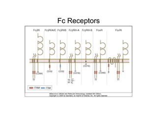 Fc Receptors
 