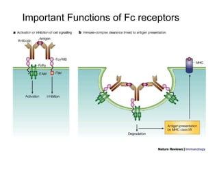 Important Functions of Fc receptors
 