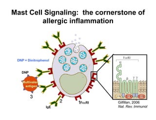 Mast Cell Signaling: the cornerstone of
allergic inflammation
Gilfillan, 2006
Nat. Rev. Immunol
 