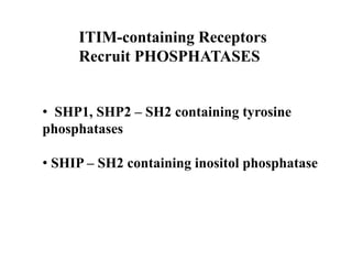 ITIM-containing Receptors
Recruit PHOSPHATASES
•  SHP1, SHP2 – SH2 containing tyrosine
phosphatases
• SHIP – SH2 containing inositol phosphatase
 