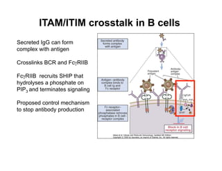 ITAM/ITIM crosstalk in B cells
Secreted IgG can form
complex with antigen
Crosslinks BCR and FcγRIIB
FcγRIIB recruits SHIP that
hydrolyses a phosphate on
PIP3 and terminates signaling
Proposed control mechanism
to stop antibody production
 