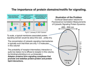 The importance of protein domains/motifs for signaling.
Fig 6.3 Janeway © 2001 Garland
400 - 500 nm
1.0-1.5um
Illustration of the Problem
Confocal Observation Volume for
Fluorescence Correlation Measurements
of Cytosolic Signaling Protein Dynamics
To scale, a typical membrane associated protein
signaling domain would be about this size…pretty tiny.
The concentration of cytosolic signaling intermediaries
is typically such that there are only 1-3 molecules
in this volume!
Volume:
~1 fL
The probability of receptor-intermediary interaction is
quite low (takes ms to diffuse to receptor in this volume,
but binding/unbinding is on µs timescale.)
Adaptor proteins form signaling complexes that
promote and stabilize protein-protein and protein
lipid interactions.
 