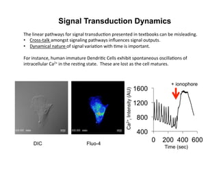 Signal Transduction Dynamics
The	
  linear	
  pathways	
  for	
  signal	
  transduc&on	
  presented	
  in	
  textbooks	
  can	
  be	
  misleading.	
  
•  Cross-­‐talk	
  amongst	
  signaling	
  pathways	
  inﬂuences	
  signal	
  outputs.	
  
•  Dynamical	
  nature	
  of	
  signal	
  varia&on	
  with	
  &me	
  is	
  important.	
  
	
  
For	
  instance,	
  human	
  immature	
  Dendri&c	
  Cells	
  exhibit	
  spontaneous	
  oscilla&ons	
  of	
  
intracellular	
  Ca2+	
  in	
  the	
  res&ng	
  state.	
  	
  These	
  are	
  lost	
  as	
  the	
  cell	
  matures.	
  
	
  
	
  
400
800
1200
1600
0 200 400 600
Ca2+
iIntensity(AU)
Time (sec)
DIC Fluo-4
+ ionophore
 