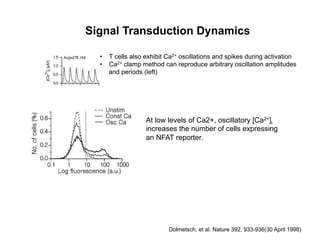 Signal Transduction Dynamics
Dolmetsch, et al. Nature 392, 933-936(30 April 1998)
•  T cells also exhibit Ca2+ oscillations and spikes during activation
•  Ca2+ clamp method can reproduce arbitrary oscillation amplitudes
and periods (left)
At low levels of Ca2+, oscillatory [Ca2+]i
increases the number of cells expressing
an NFAT reporter.
 