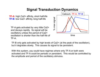 Signal Transduction Dynamics
TF-A: high Ca2+ affinity, short half-life
TF-B: low Ca2+ affinity, long half-life
time
%maxsignal
Calcium, TF-A, TF-B
TF-A gets activated by very little Ca2+
and decays rapidly. Its signal will be
oscillatory unless the period of Ca2+
oscillation is shorter than the half life of
TF-A.
TF-B only gets activated by high levels of Ca2+ (at the peak of the oscillation),
but it degrades slowly. This causes its signal to be persistent.
With this system, you could have regimes where only TF-A or both were
activated and TF-A could be periodic or persistent. This would be controlled by
the amplitude and period of the oscillatory stimulus.
 