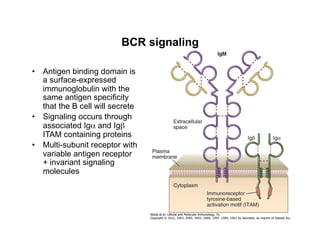 BCR signaling
•  Antigen binding domain is
a surface-expressed
immunoglobulin with the
same antigen specificity
that the B cell will secrete
•  Signaling occurs through
associated Igα and Igβ
ITAM containing proteins
•  Multi-subunit receptor with
variable antigen receptor
+ invariant signaling
molecules
 
