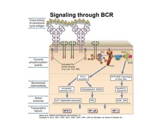 Signaling through BCR
 