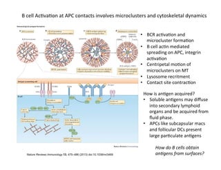 Nature Reviews Immunology 13, 475–486 (2013) doi:10.1038/nri3469
B	
  cell	
  Ac&va&on	
  at	
  APC	
  contacts	
  involves	
  microclusters	
  and	
  cytoskeletal	
  dynamics	
  
•  BCR	
  ac&va&on	
  and	
  
microcluster	
  forma&on	
  
•  B	
  cell	
  ac&n	
  mediated	
  
spreading	
  on	
  APC,	
  integrin	
  
ac&va&on	
  
•  Centripetal	
  mo&on	
  of	
  
microclusters	
  on	
  MT	
  
•  Lysosome	
  recritment	
  
•  Contact	
  site	
  contrac&on	
  
How	
  is	
  an&gen	
  acquired?	
  
•  Soluble	
  an&gens	
  may	
  diﬀuse	
  
into	
  secondary	
  lymphoid	
  
organs	
  and	
  be	
  acquired	
  from	
  
ﬂuid	
  phase.	
  
•  APCs	
  like	
  subcapsular	
  macs	
  
and	
  follicular	
  DCs	
  present	
  
large	
  par&culate	
  an&gens	
  
How	
  do	
  B	
  cells	
  obtain	
  
an8gens	
  from	
  surfaces?	
  	
  
 