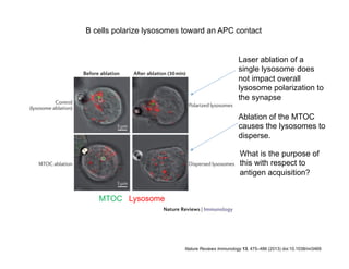 Nature Reviews Immunology 13, 475–486 (2013) doi:10.1038/nri3469
B cells polarize lysosomes toward an APC contact
MTOC Lysosome
Laser ablation of a
single lysosome does
not impact overall
lysosome polarization to
the synapse
Ablation of the MTOC
causes the lysosomes to
disperse.
What is the purpose of
this with respect to
antigen acquisition?
 