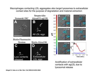 Macrophages contacting LDL aggregates also target lysosomes to extracellular
contact sites for the purpose of degradation and material extraction
Abigail S. Haka et al. Mol. Biol. Cell 2009;20:4932-4940
All LDL aggr.
Extracellular
LDL aggr.
Lyso contents
released
Acidification of extracellular
contacts with agLDL due to
lysosomal release
 
