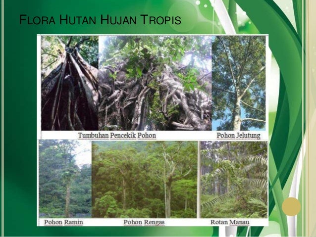Contoh Ekosistem Hutan Hujan Tropis - Shoe Susu