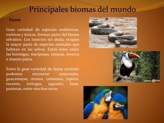 Fauna 
Principales biomas del mundo 
Gran variedad de especies endémicas, 
exóticas y únicas, forman parte del bioma 
selvático. Los insectos sin duda, ocupan 
la mayor parte de especies animales que 
habitan en las selvas. Entre estos están 
las hormigas, mariposas, moscas, moscos 
e insecto palos. 
Entre la gran variedad de fauna también 
podemos encontrar anacondas, 
guacamayas, monos, caimanes, tapires, 
tucanes, tortugas, jaguares, boas, 
panteras, entre muchos otros. 
 