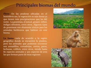 Principales biomas del mundo 
Flora: En las praderas ubicadas en el 
hemisferio sur, la vegetación es más densa ya 
que tienen más precipitaciones que las del 
norte. La gramínea, el juncal, girasol, trébol, 
índigos silvestres, entre otros. Algunos tipos 
de gramíneas son altamente tóxicos para los 
animales herbívoros que habitan en este 
bioma. 
La fauna varía de acuerdo a la región 
geográfica donde se encuentre la pradera, 
pero los animales que podemos encontrar 
son armadillos, comadrejas, zorros, patos, 
lechuzas, colibrís, entre otros, siendo hasta 
80 especies animales y 300 especies de aves 
las que forman parte de estas regiones 
 