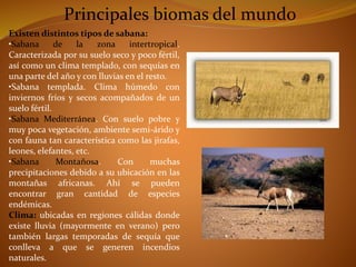 Principales biomas del mundo 
Existen distintos tipos de sabana: 
•Sabana de la zona intertropical. 
Caracterizada por su suelo seco y poco fértil, 
así como un clima templado, con sequías en 
una parte del año y con lluvias en el resto. 
•Sabana templada. Clima húmedo con 
inviernos fríos y secos acompañados de un 
suelo fértil. 
•Sabana Mediterránea. Con suelo pobre y 
muy poca vegetación, ambiente semi-árido y 
con fauna tan característica como las jirafas, 
leones, elefantes, etc. 
•Sabana Montañosa. Con muchas 
precipitaciones debido a su ubicación en las 
montañas africanas. Ahí se pueden 
encontrar gran cantidad de especies 
endémicas. 
Clima: ubicadas en regiones cálidas donde 
existe lluvia (mayormente en verano) pero 
también largas temporadas de sequía que 
conlleva a que se generen incendios 
naturales. 
 