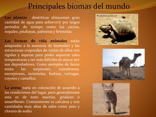 Principales biomas del mundo 
Las plantas desérticas almacenan gran 
cantidad de agua para sobrevivir por largos 
períodos de tiempo como los cactus, 
nopales, pitahayas, palmeras y brómelas 
Las formas de vida animales están 
adaptadas a la ausencia de humedad y las 
estructuras corporales de varios de ellos son 
rígidas y ásperas para poder soportar tales 
temperaturas y ser más difíciles de atacar por 
sus depredadores. Como ejemplos de fauna 
están las serpientes, camaleones, 
escorpiones, tarántulas, buitres, tortugas, 
coyotes y camellos. 
La arena varía en coloración de acuerdo a 
las condiciones del lugar, pero generalmente 
esta es de tono marrón, grisáceo o 
amarillento. Comúnmente es calcárea y con 
cantidades muy altas de sales como yeso y 
cloruro de sodio. 
 
