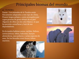 Principales biomas del mundo 
a) TUNDRA: 
Fauna : Los animales de la Tundra están 
físicamente adaptados a este tipo de clima. 
Poseen largos pelajes y están protegidos por 
capas gruesas de grasa debajo de su piel. 
Algunos de ellos son de color blanco, lo que 
les permite camuflarse y huir de sus 
depredadores. 
En la tundra habitan renos, caribús, liebres, 
zorros árticos, lobos, halcones, bueyes 
almizcleros, osos polares y varias especies de 
aves. En los litorales viven focas y lobos 
marinos. 
 