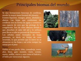Principales biomas del mundo 
FLORA: 
Se dan formaciones boscosas de coníferas, 
siendo la mayor masa forestal del planeta. 
Existen líquenes, musgos, pinos, abedules y 
abetos. Las hojas que conforman las 
coníferas son en forma de aguja y contienen 
una especie de cera que las protege de la 
congelación. Son de color obscuro debido a 
que absorben el calor del sol y lo utilizan 
para llevar a cabo su proceso de fotosíntesis. 
Los árboles están formados de hojas 
perennes, es decir, en forma de cono 
invertido, lo que permite que la nieve no se 
almacene en las hojas y así evite romper las 
ramas por el peso 
Fauna: 
Habita el oso pardo, lobo, comadreja, zorro, 
alce, lince, gato montés, visón, conejo, 
marta, ardilla, ciervo y aves como el halcón y 
el búho por mencionar algunos. 
 